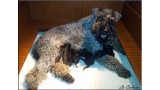 Kerry Blue Terrier. Camada 3G. 