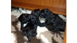 Kerry Blue Terrier. Camada 3H con 3 semanas.