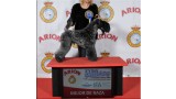 Kerry Blue Terrier. Corben Dallas de La Cadiera.