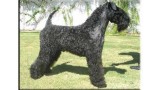 Kerry Blue Terrier. Braudag Champion Truman. 