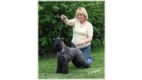 Kerry Blue Terrier.  Ch. Edbrios Bohemian Ivanhoe At Arkama.