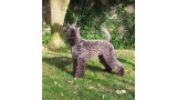 Kerry Blue Terrier. Kerry Blue Terrier.