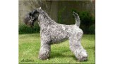 Kerry Blue Terrier. Arigna Electra de la Cadiera. 