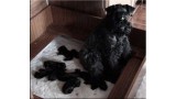 Kerry Blue Terrier. Camada 2Y. 
