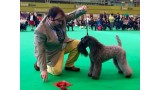 Kerry Blue Terrier. Ch. Awen de Liott.