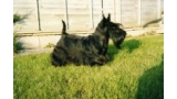 Scottish Terrier. Berrybreeze Eternal Joy. Scottish Terrier. Berrybreeze Eternal Joy.