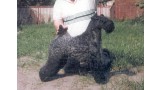 Kerry Blue Terrier. Louisbourgh Shanninbreeze