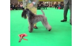 Kerry Blue Terrier.