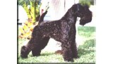 Kerry Blue Terrier. Ch. Huella de La Cadiera. 