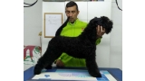 Kerry Blue Terrier. Northbound Hymn To La Cadiera. Kerry Blue Terrier. Northbound Hymn To La Cadiera.