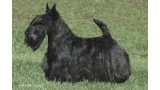 Scottish Terrier. Dundee Sparkling Ruby.