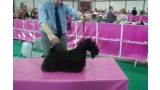 Scottish Terrier. Filisite Brash Glamorous Delight.