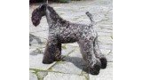 Kerry Blue Terrier. Louisburgh Irish Nina