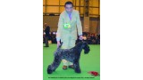 Kerry Blue Terrier.