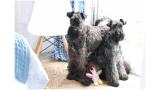 Camada 3K. Camilo   Clarita. Kerry Blue Terrier.