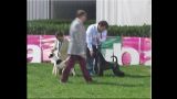 Kerry Blue Terrier. Ch. Bluemont Analivia Purabella at La Cadiera. Ch. Portugal, Ch. Spain, Lisbon Winner 2014. 