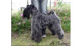 Kerry Blue Terrier.