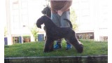 Kerry Blue Terrier. Zarazushtra de La Cadiera.