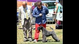 Kerry Blue Terrier. Ch. Multi Ch. Quinta Esencia de La Cadiera. Exc. 1ª-CAC-CACIB y BOB. 