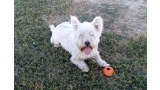 Juanito es un Westy muy cachondo que le gusta la Residencia Canina La Cadiera en Avila