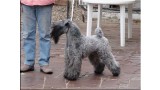 Quid El, de La Cadiera. Kerry Blue Terrier. Quid El  de La Cadiera.