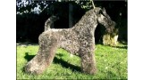 Kerry Blue Terrier. Multi Ch. Dinnyesvarosi Motorhead at La Cadiera