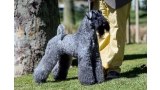 Kerry Blue Terrier.