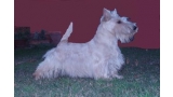 Scottish Terrier. Downtown Rita At Treysas.