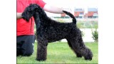 Kerry Blue Terrier. Zarazushtra de La Cadiera.