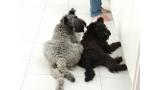 Kerry Blue Terrier. Mishka y Chloe