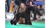 Kerry Blue Terrier. Multi Ch. Bluemont Ariel at Clanciarrai. Kerry Blue Terrier. Multi Ch. Bluemont Ariel at Clanciarrai.