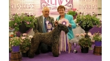 Kerry Blue Terrier. Multi Ch. Bluemont Ariel at Clanciarrai. Kerry Blue Terrier. Multi Ch. Bluemont Ariel at Clanciarrai.