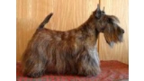 Scottish Terrier. Jerrymor Claudio.