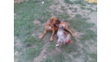 Coco y Nody jugando en su parque de la Residencia Canina La Cadiera en Avila