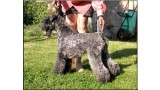 Kerry Blue Terrier. Cluainglas Ringleader. 