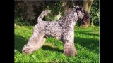 Kerry Blue Terrier. Ch. Watson de La Cadiera. Junior Champion y Ch.. 