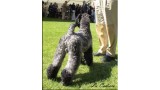 Kerry Blue Terrier. Kerry Blue Terrier.