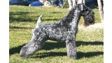 Kerry Blue Terrier.  Ch. Chelines In Blue.