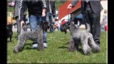 Kerry Blue Terrier. Ch. Multi Ch. Quinta Esencia de La Cadiera. Exc.. Exc.. 