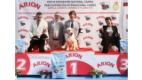 Caniche. Black Dominanta Grand Prix. M.B.1º   B.O.B. Puppy   B.O.G.    R.B.I.S.    .