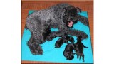 Kerry Blue Terrier. Camada 2J. 