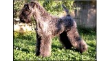 Kerry Blue Terrier.