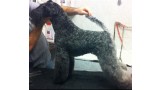 Kerry Blue Terrier. Menta con 7 años. Kerry Blue Terrier. Menta con 7 años.