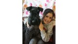 Kerry Blue Terrier.