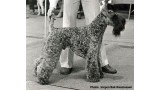 Kerry Blue Terrier. Louisburgh Moving The Wind