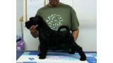 Kerry Blue Terrier. La Cadiera Isolda. 2 months old. Kerry Blue Terrier. La Cadiera Isolda. 2 months old.