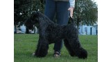 Arigna She´s Got It. Kerry Blue Terrier. Arigna Shes Got It Arigna She´s Got It. Kerry Blue Terrier. Arigna Shes Got It