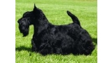 Scottish Terrier. Dundee Diva Grande. Scottish Terrier. Dundee Diva Grande.