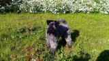 Kerry Blue Terrier. La Cadiera Gandalf el Gris.