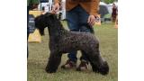Kerry Blue Terrier. Volzhskiy Arkos Legolas.